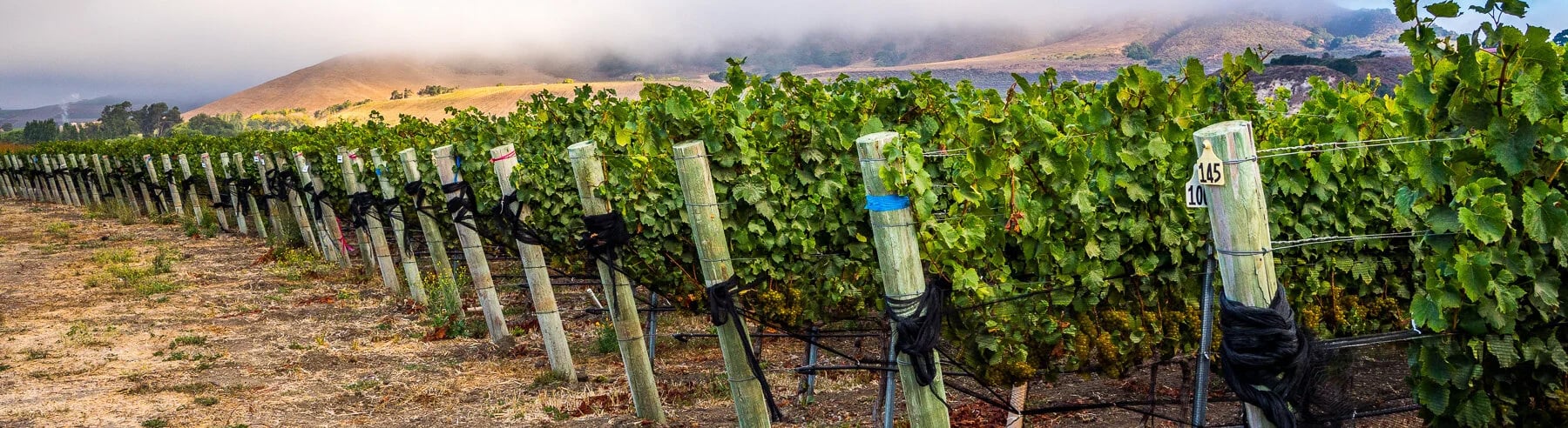 Donnachadh Family Wines