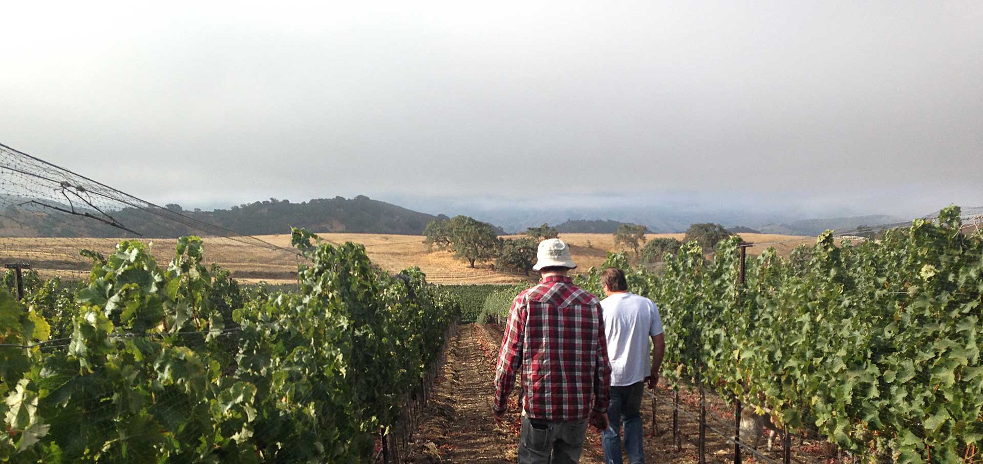 Dragonette Cellars