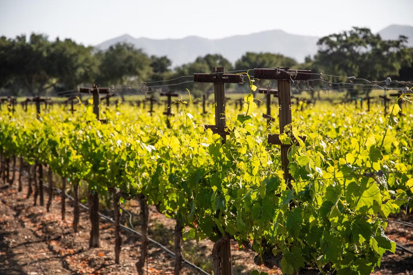 Firestone Vineyard