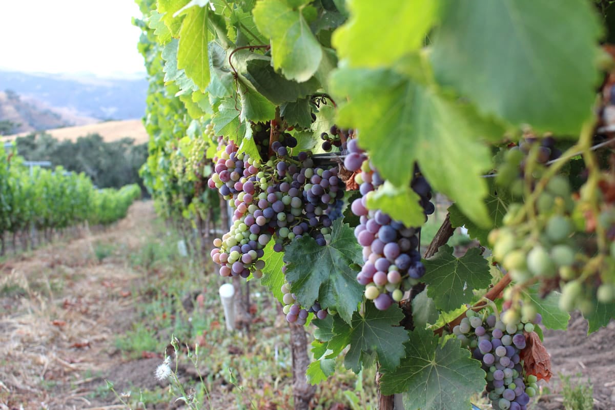 Folded Hills – Winery Ranch Farmstead