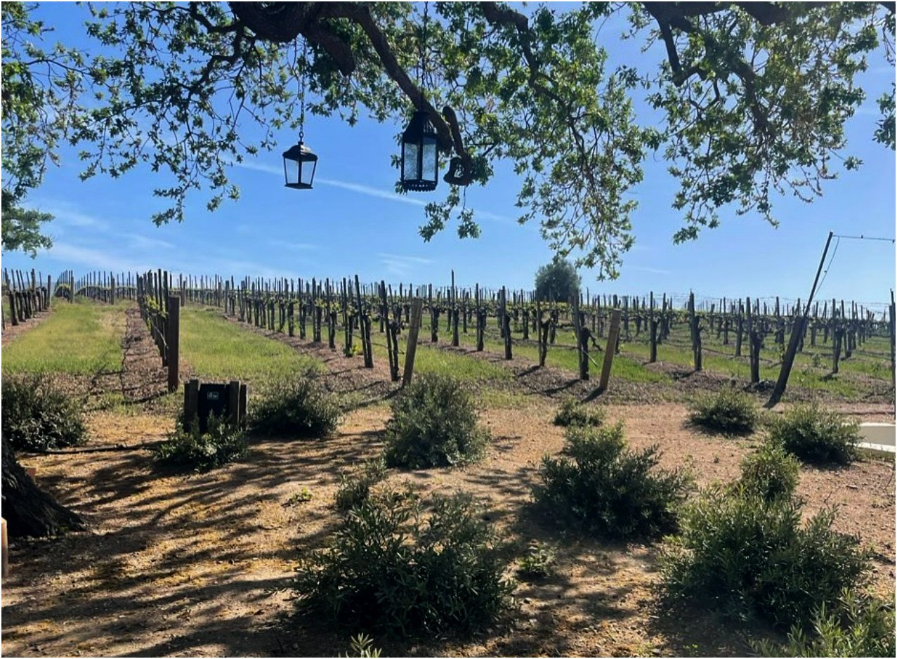 Gainey Estate Vineyards