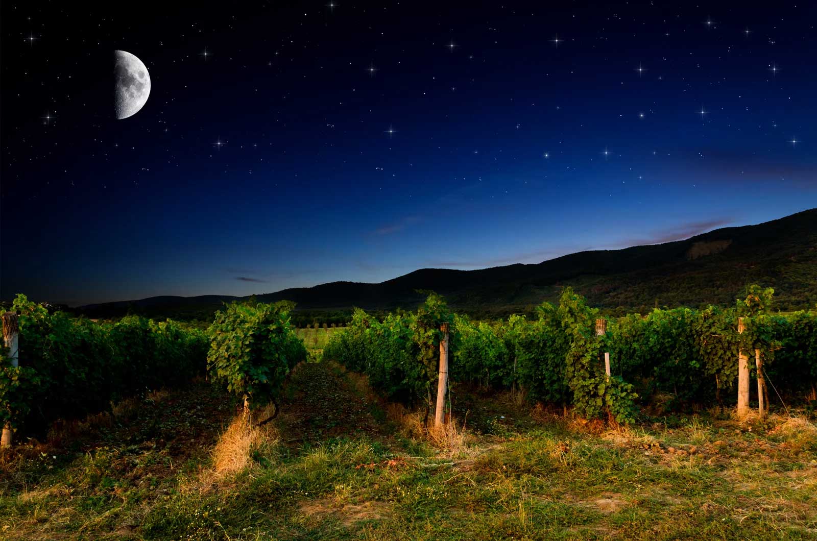 Rooted Vine Cellars