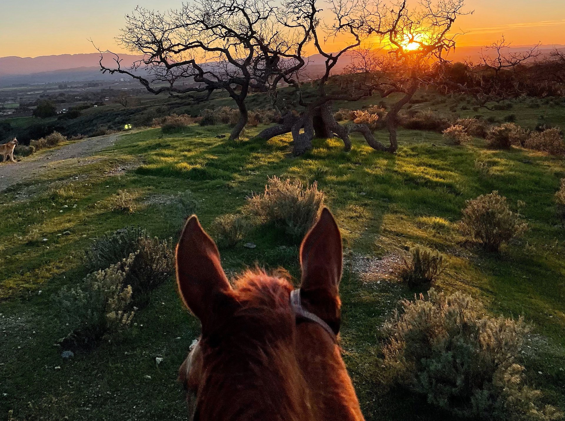 Vino Vaqueros Horseback Riding