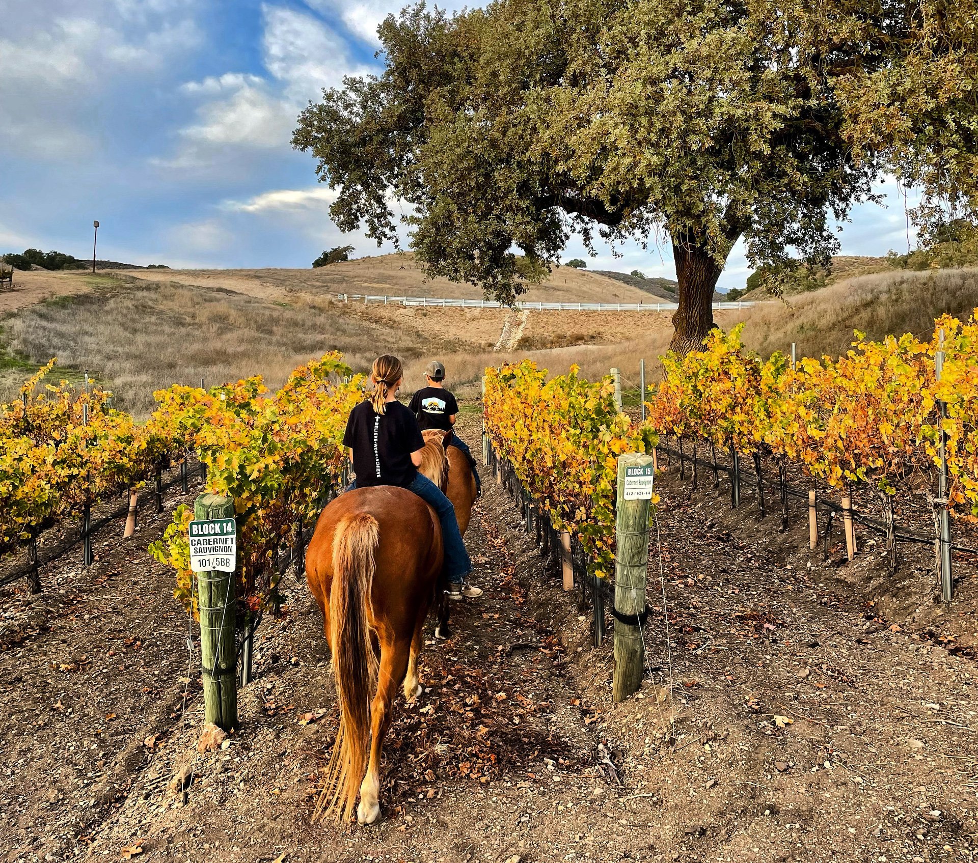 Vino Vaqueros Horseback Riding