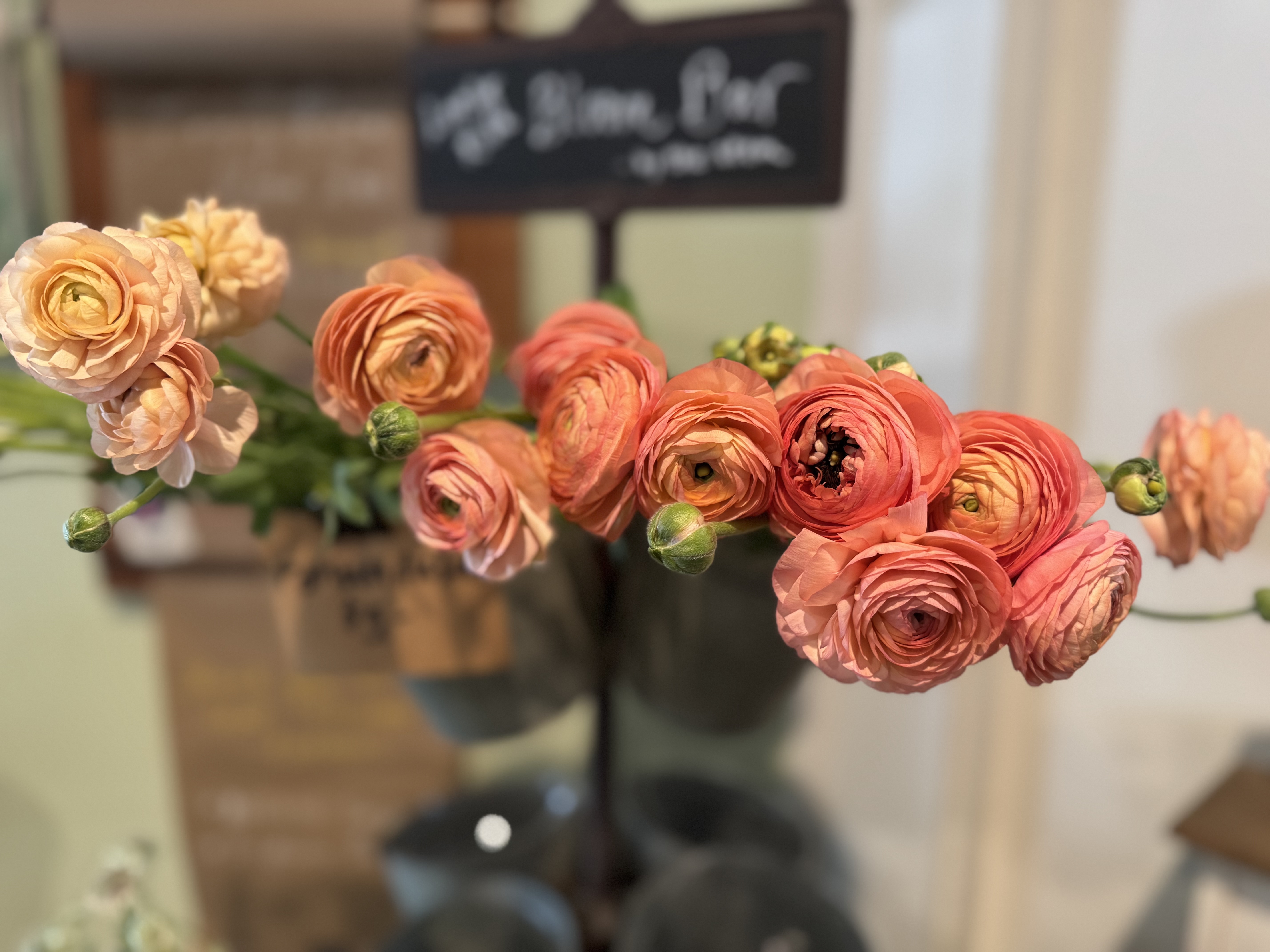 Meadow Studio Flowers